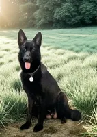 AKC Puppy Tinkerbell , a female German Shepherd Dog for sale in Pittsburgh, PA – 4 of 9