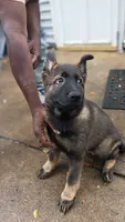 AKC Puppy red collar, a female German Shepherd Dog for sale in Pittsburgh, PA – 9 of 10