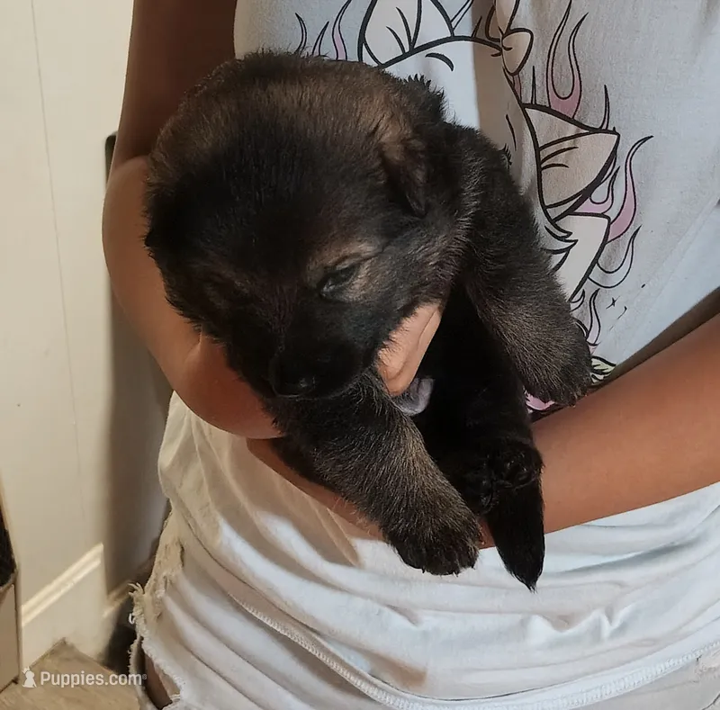 Puppy 1 – German Shepherd Dog puppy for sale in Pittsburgh, PA