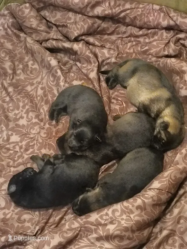 Puppy 4 – German Shepherd Dog puppy for sale in Pittsburgh, PA