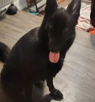 Puppy 5, a female German Shepherd Dog for sale in Pittsburgh, PA – 2 of 5