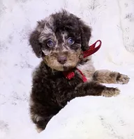 Merle Gizmo , a male Poodle - Miniature  for sale in Hollywood, FL – 2 of 4