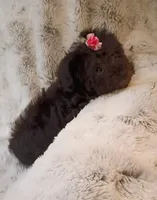 Small Yorkie poo girl , a female Yorkipoo for sale in Hollywood, FL – 4 of 4