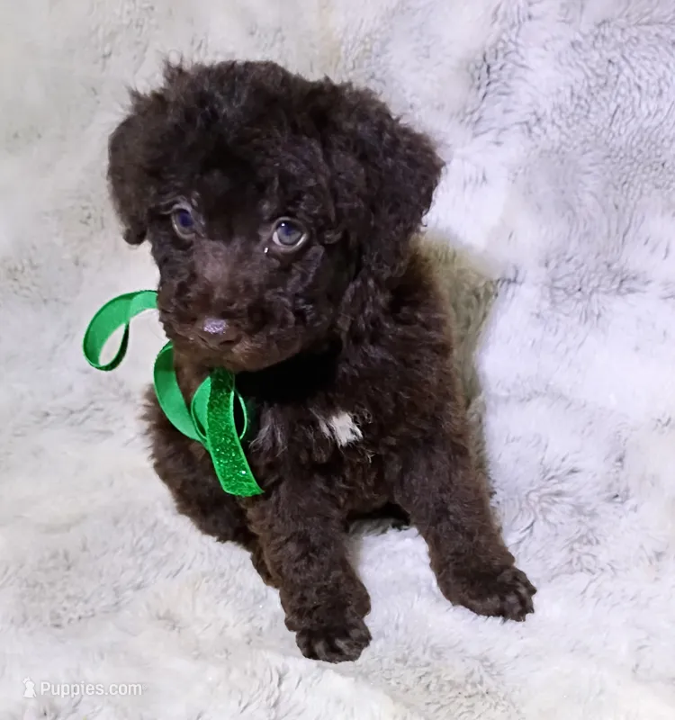 Chocolate Yogi  – Poodle - Miniature  puppy for sale in Hollywood, FL
