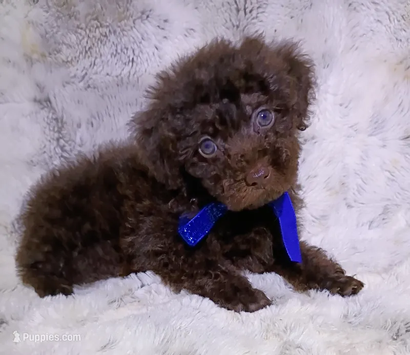 Green eyed chocolate boy – Poodle - Toy  puppy for sale in Hollywood, FL