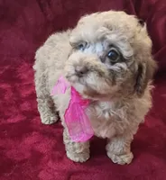 Princess Merle , a female Poodle - Toy  for sale in Hollywood, FL – 5 of 5