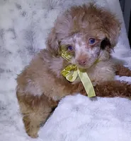 T  Cup Merle , a female Poodle - Toy  for sale in Hollywood, FL – 5 of 7