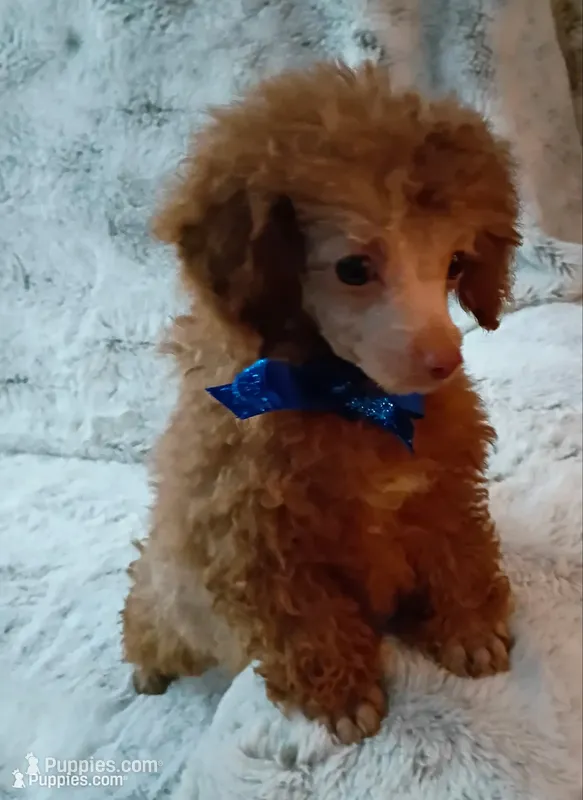 Lil Chocolate boo boo bear, a male Poodle - Toy  for sale in Hollywood, FL – 1 of 4