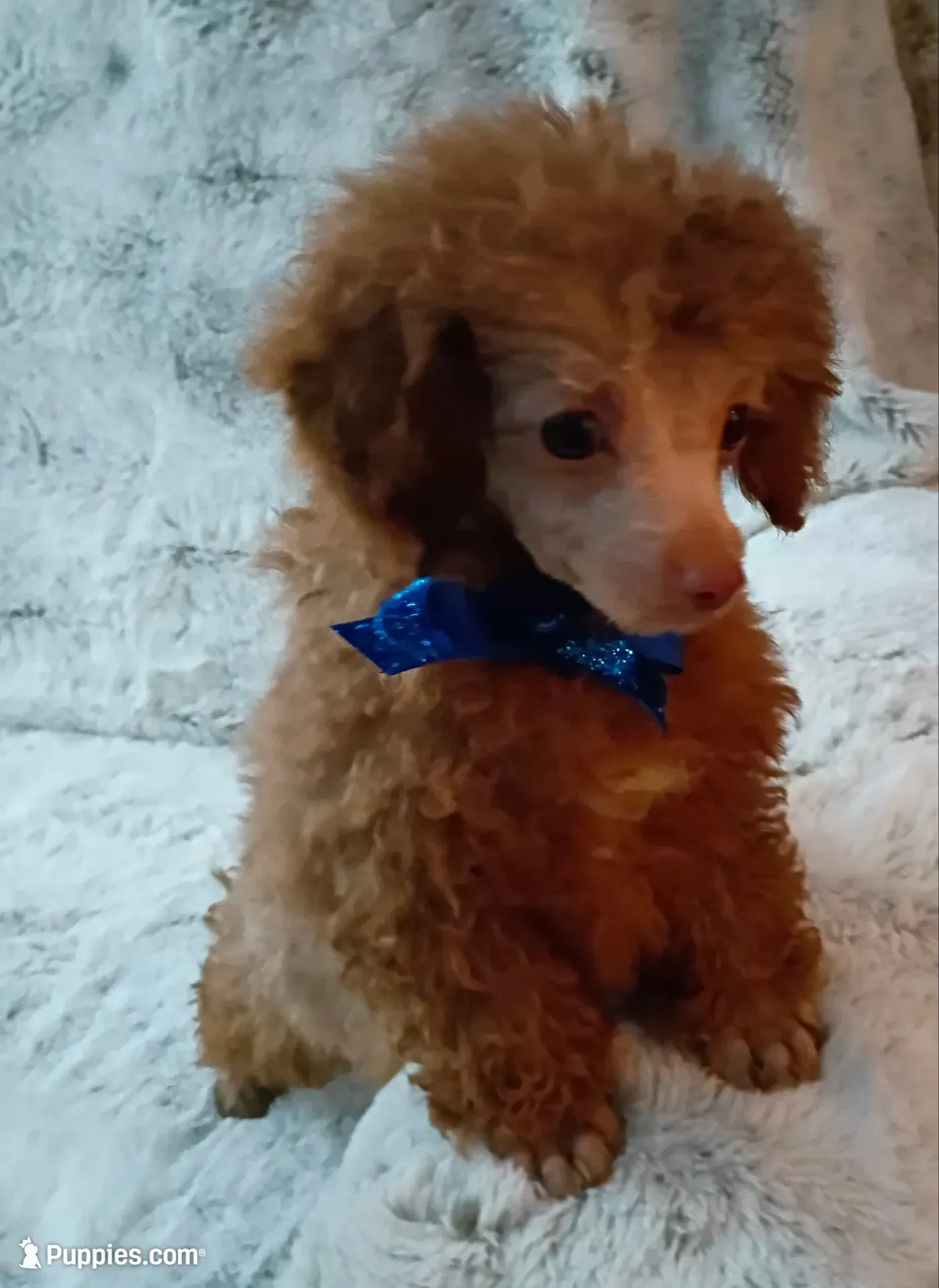 Lil Chocolate boo boo bear, a male Poodle - Toy  for sale in Hollywood, FL – 1 of 4
