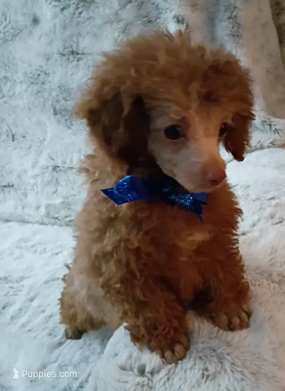 Chocolate boo boo bear – Poodle - Toy  puppy for sale in Hollywood, FL