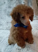 Chocolate boo boo bear, a male Poodle - Toy  for sale in Hollywood, FL – 1 of 4