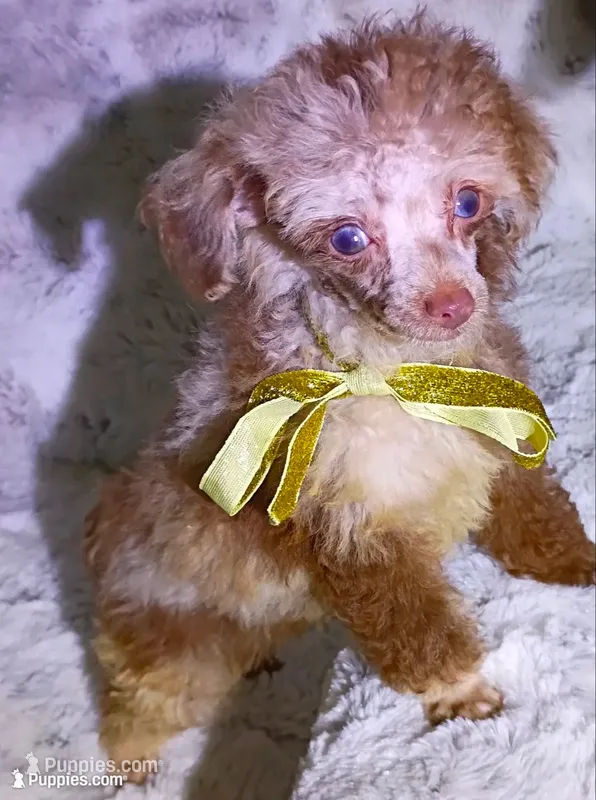 T  Cup Merle  – Poodle - Toy  puppy for sale in Hollywood, FL