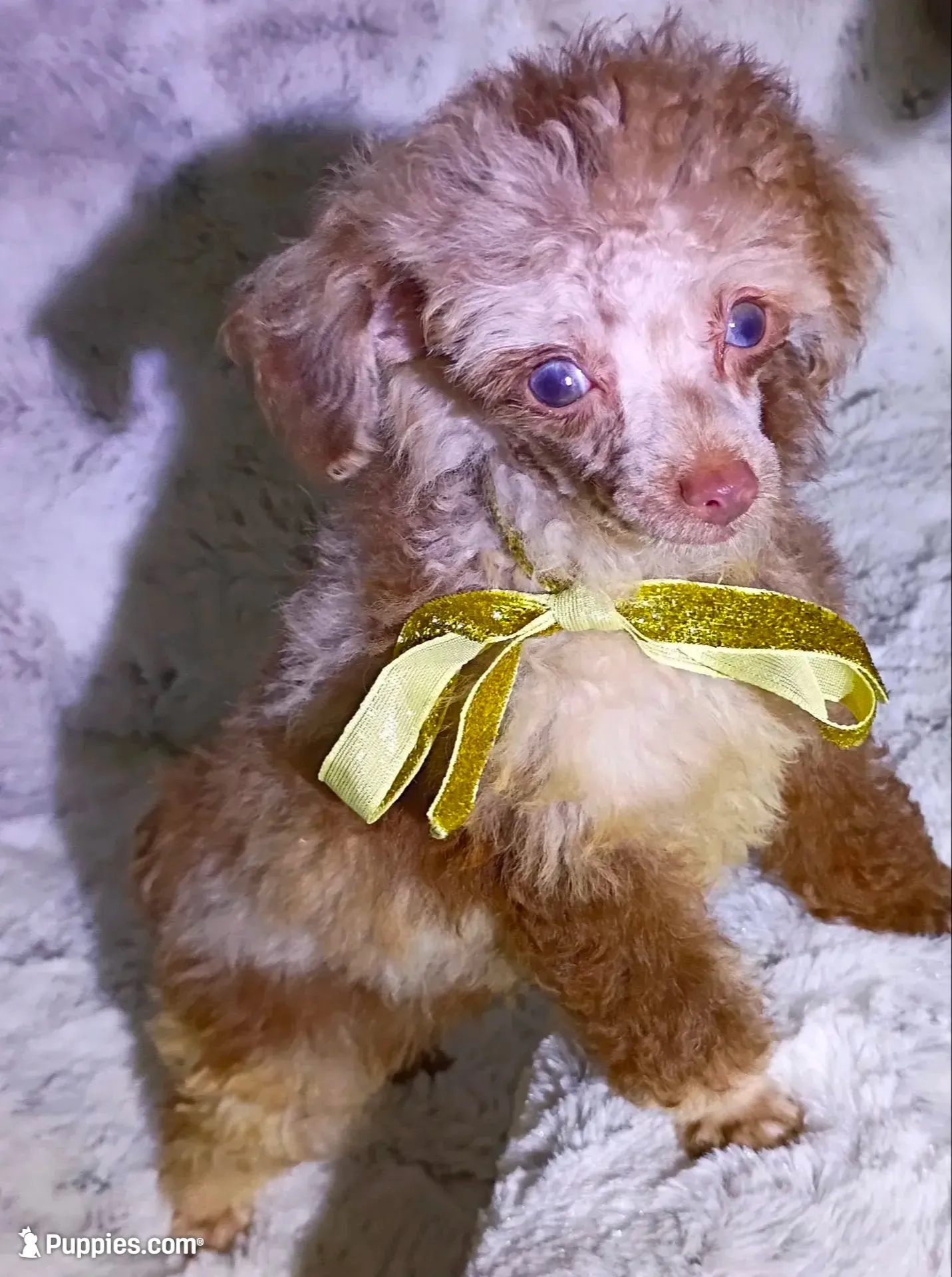 T  Cup Merle , a female Poodle - Toy  for sale in Hollywood, FL – 6 of 7
