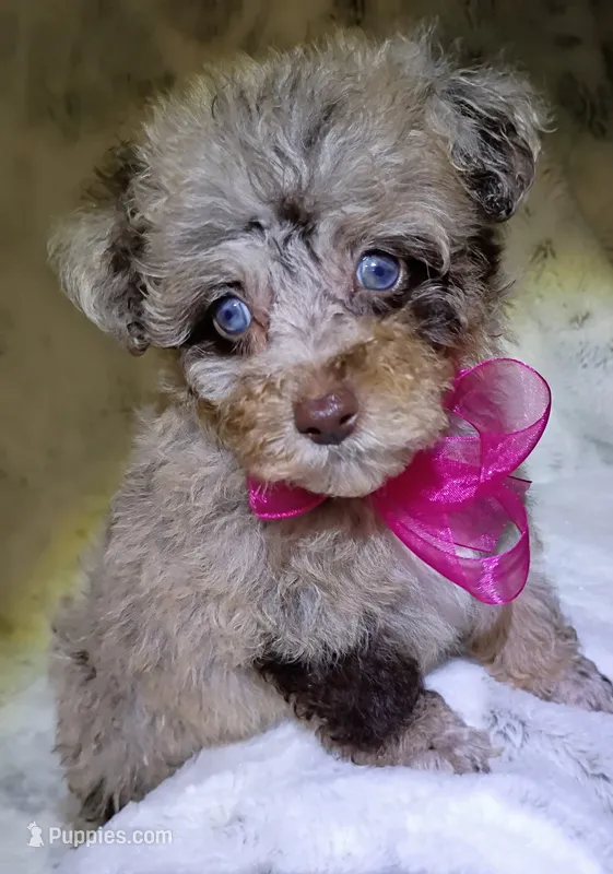 Merle Ariel  – Poodle - Toy  puppy for sale in Hollywood, FL