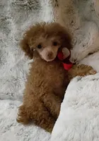 Chocolate Cara, a female Poodle - Toy  for sale in Hollywood, FL – 5 of 5