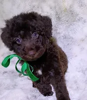 Chocolate Yogi , a male Poodle - Miniature  for sale in Hollywood, FL – 3 of 4