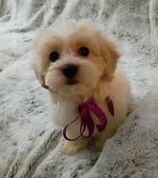 Lil Lady , a female Maltipoo for sale in Hollywood, FL – 4 of 4