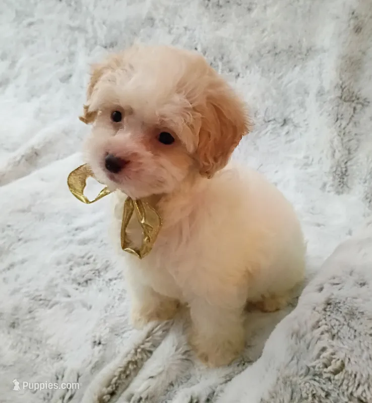 Little Daisy  – Maltipoo puppy for sale in Hollywood, FL