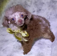 T  Cup Merle , a female Poodle - Toy  for sale in Hollywood, FL – 2 of 7