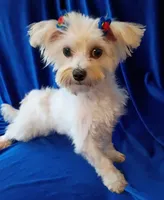 Charlie , a male Morkie for sale in Hollywood, FL – Photo 1 of 4