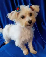 Charlie , a male Morkie for sale in Hollywood, FL – Photo 3 of 4