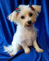 Charlie , a male Morkie for sale in Hollywood, FL – Photo 4 of 4