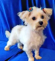 Charlie , a male Morkie for sale in Hollywood, FL – Photo 2 of 4