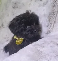 Very tiny Lyla, a female Yorkipoo for sale in Hollywood, FL – 3 of 3