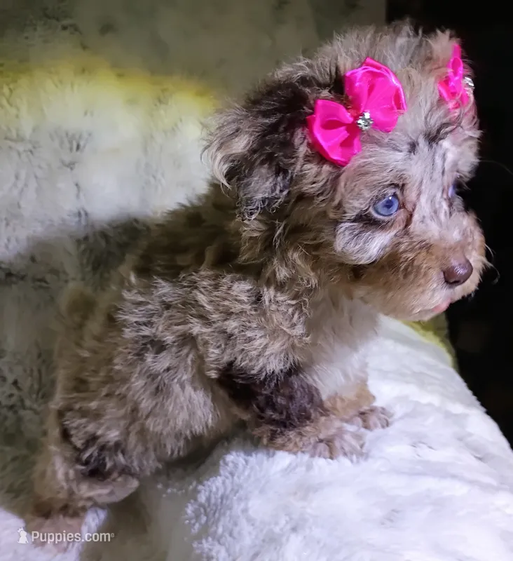 Merle Ariel  – Poodle - Toy  puppy for sale in Hollywood, FL