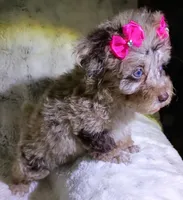 Merle Ariel , a female Poodle - Toy  for sale in Hollywood, FL – 1 of 3