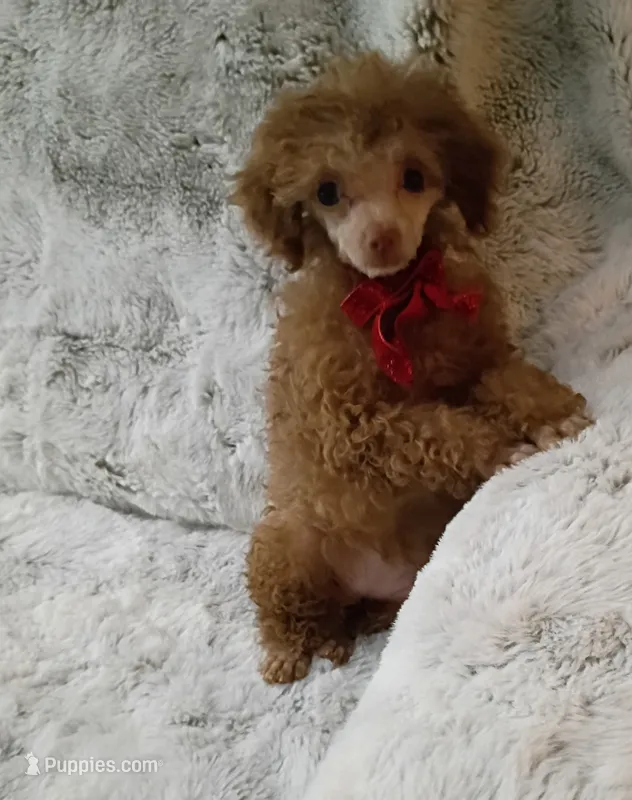 Chocolate Cara – Poodle - Toy  puppy for sale in Hollywood, FL