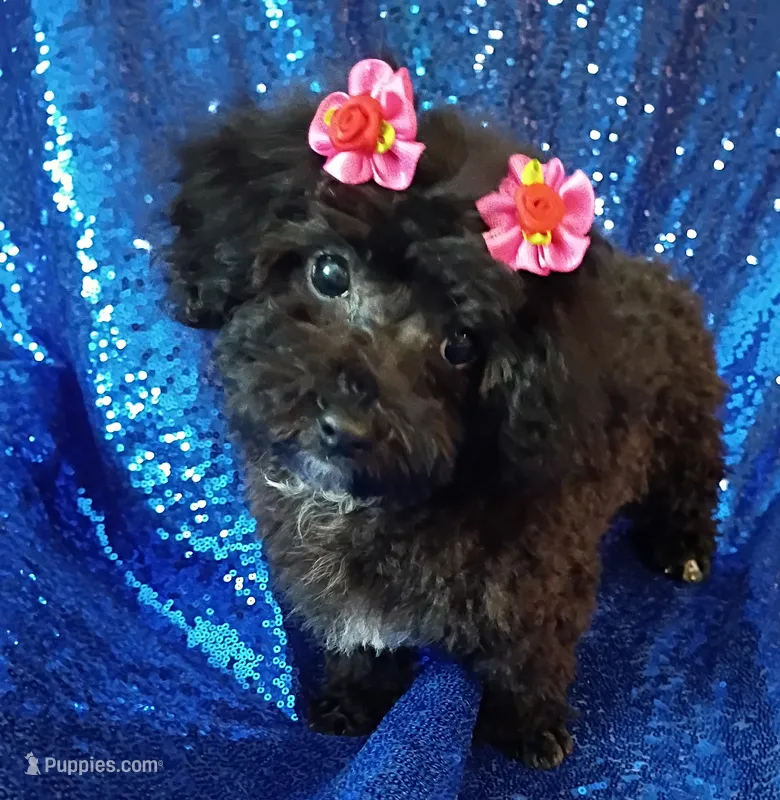 Suzi – Poodle - Toy  puppy for sale in Hollywood, FL