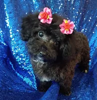 Suzi, a female Poodle - Toy  for sale in Hollywood, FL – 4 of 4