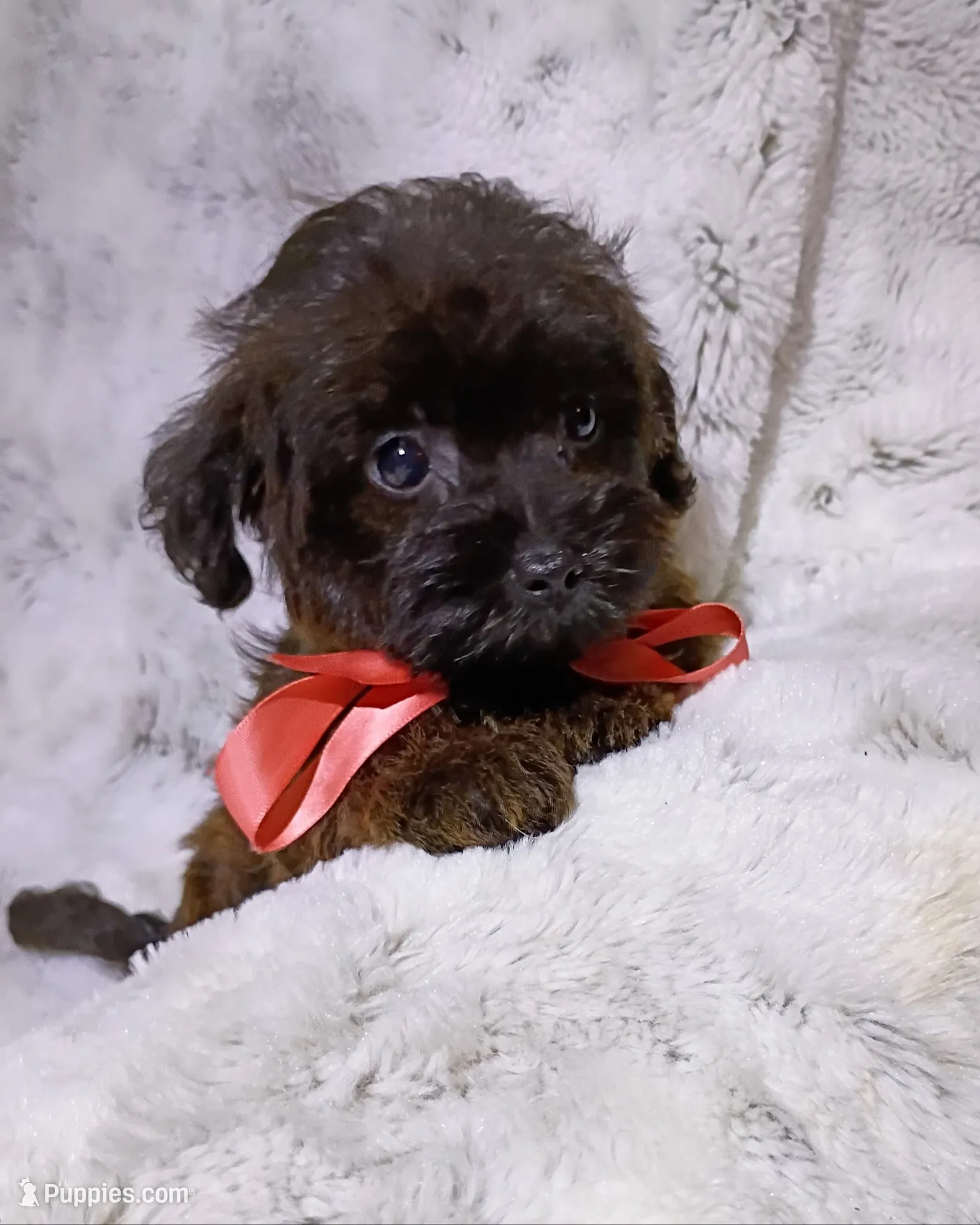 Little Lindy, a female Yorkipoo for sale in Hollywood, FL – 1 of 4