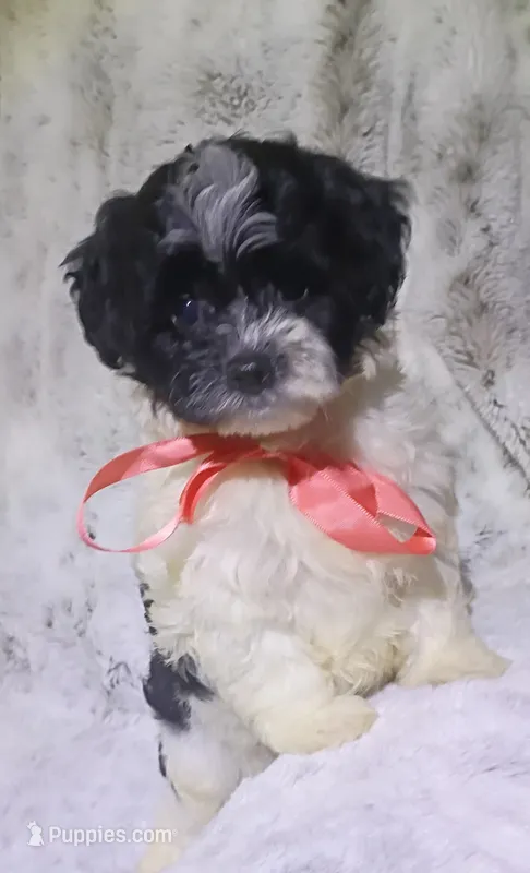 Tiny Lila – Maltipoo puppy for sale in Hollywood, FL