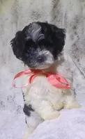 Tiny Lila, a female Maltipoo for sale in Hollywood, FL – 1 of 4