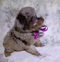 Merle Brianna , a female Poodle - Toy  for sale in Hollywood, FL – 2 of 4