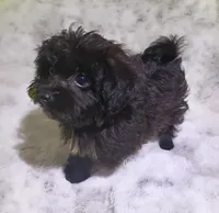 Very tiny Lyla, a female Yorkipoo for sale in Hollywood, FL – 1 of 3