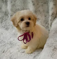 Lil Lady , a female Maltipoo for sale in Hollywood, FL – 2 of 4