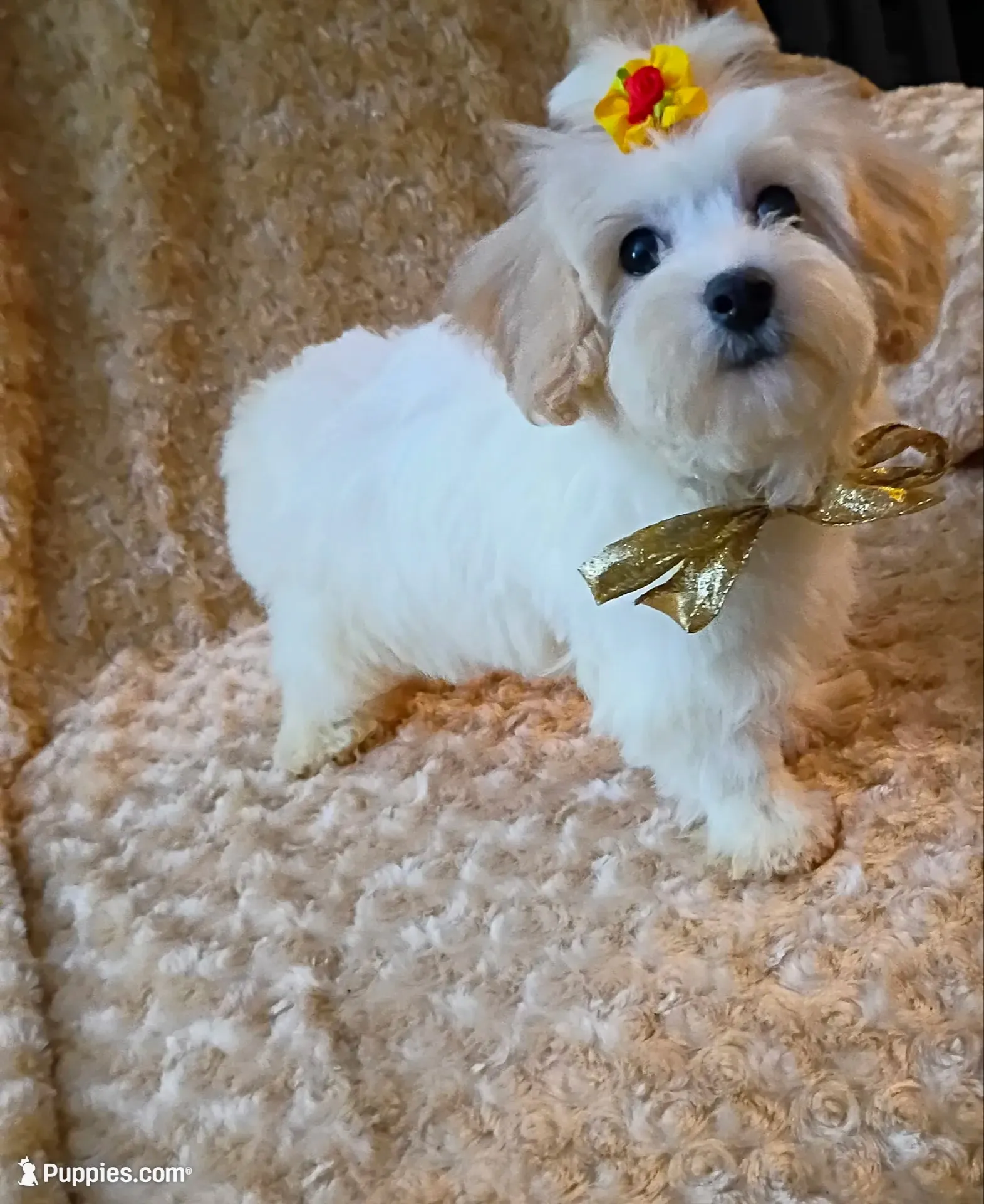Lil Lady Deposit on Hold , a female Maltipoo for sale in Hollywood, FL – 1 of 4