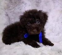 Green eyed chocolate boy, a male Poodle - Toy  for sale in Hollywood, FL – 4 of 4