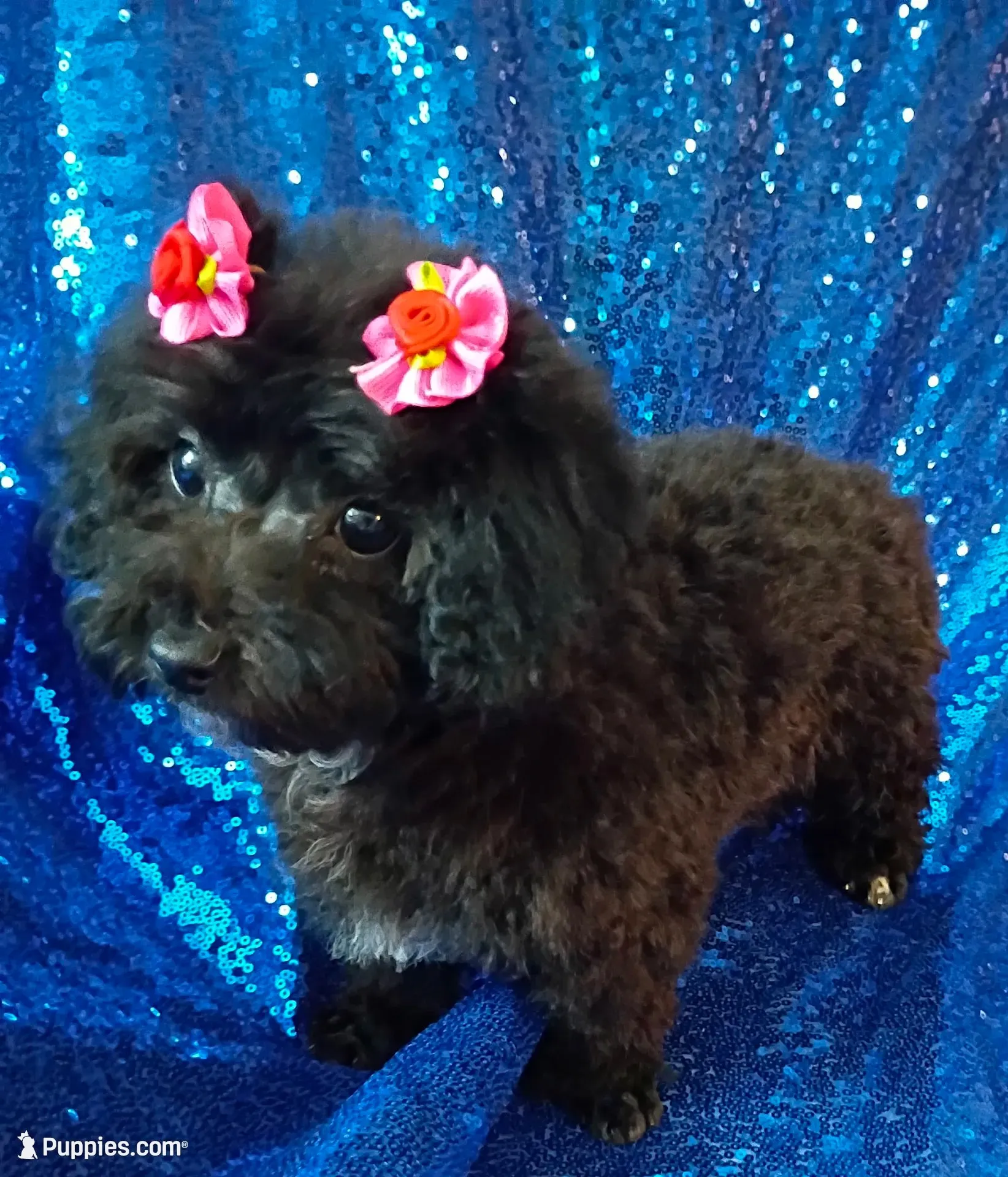 Suzi, a female Poodle - Toy  for sale in Hollywood, FL – 2 of 4