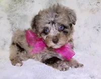 Merle Ariel , a female Poodle - Toy  for sale in Hollywood, FL – 2 of 3