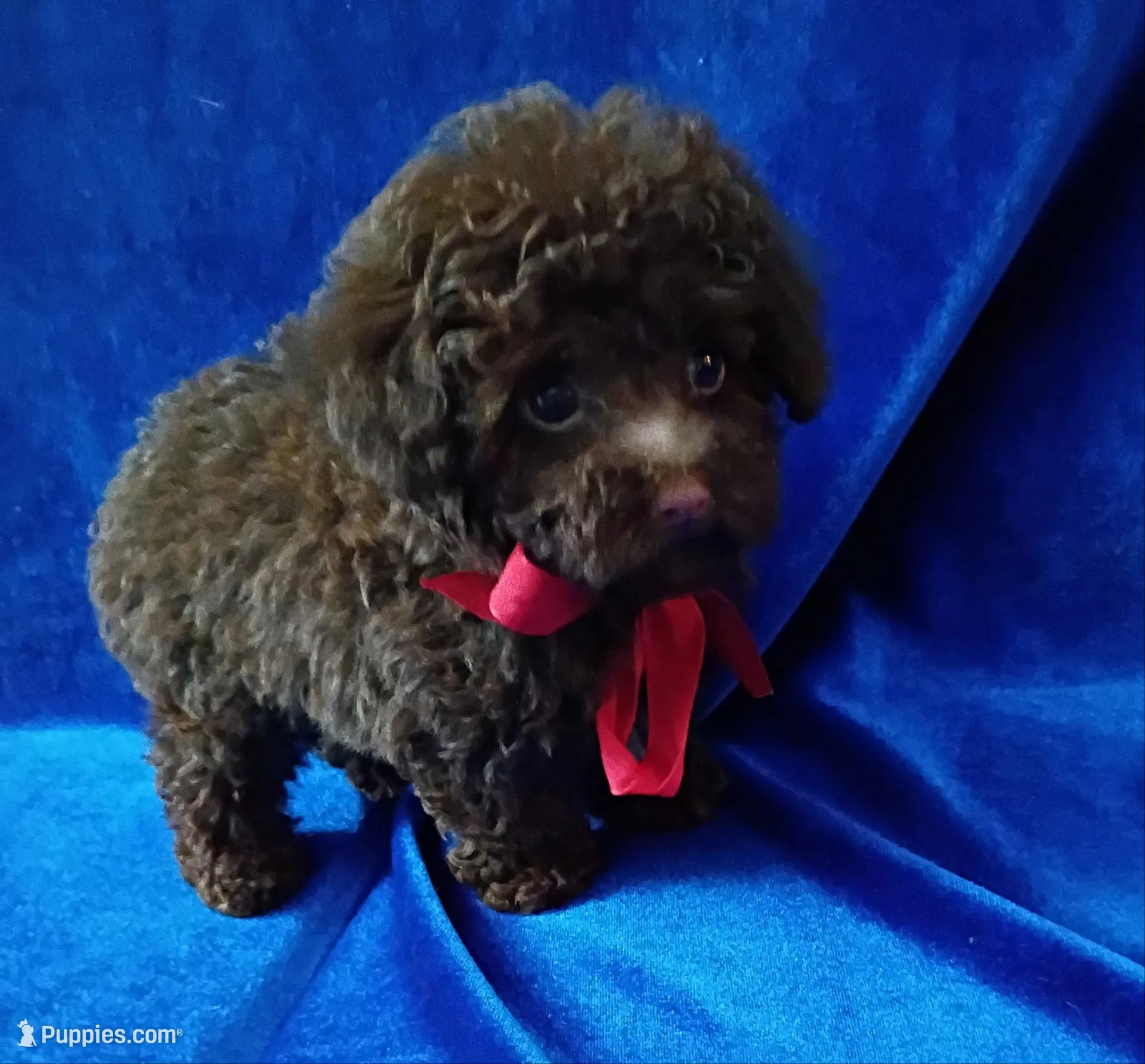 Tiny Colby, a male Poodle - Toy  for sale in Hollywood, FL – Photo 4 of 5