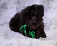 Chocolate Yogi , a male Poodle - Miniature  for sale in Hollywood, FL – 4 of 4