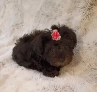 Small Yorkie poo girl , a female Yorkipoo for sale in Hollywood, FL – 2 of 4