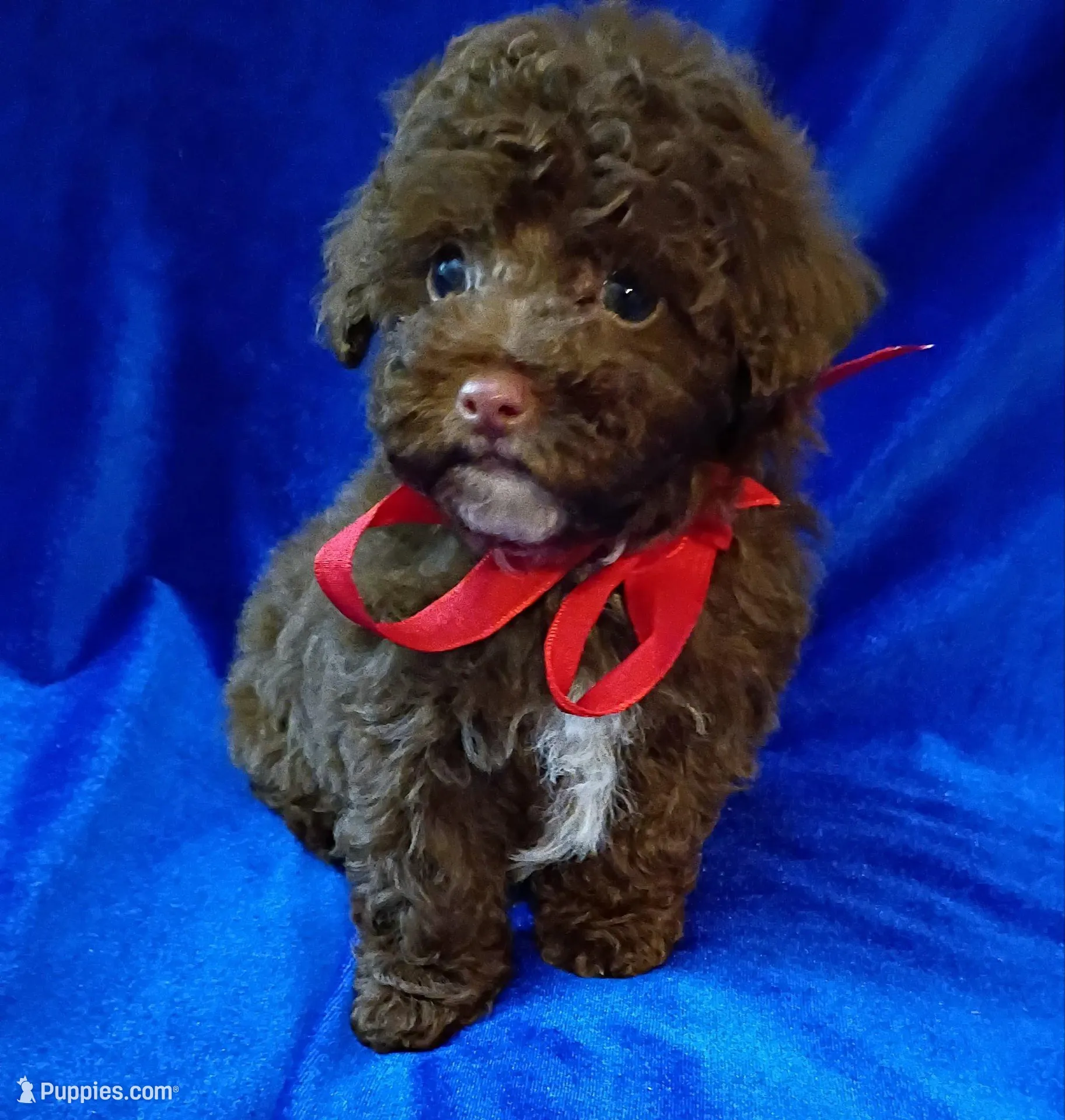 Colby, a male Poodle - Toy  for sale in Hollywood, FL – Photo 3 of 4