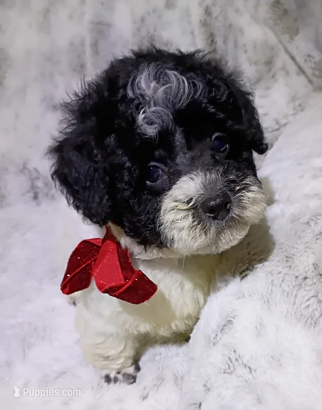 Pongo  – Maltipoo puppy for sale in Hollywood, FL