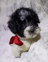 Pongo , a male Maltipoo for sale in Hollywood, FL – 1 of 3