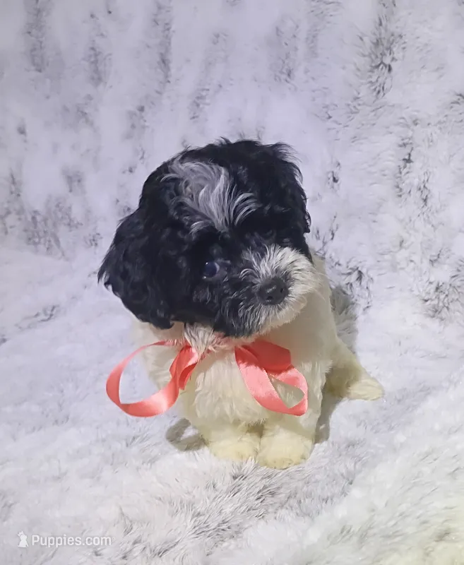 Tiny Lila – Maltipoo puppy for sale in Hollywood, FL